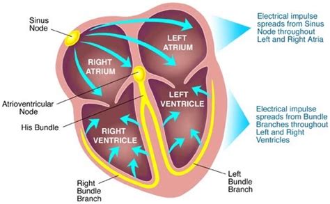 KNOW UR HEART: CONDUCTION SYSTEM OF THE HEART