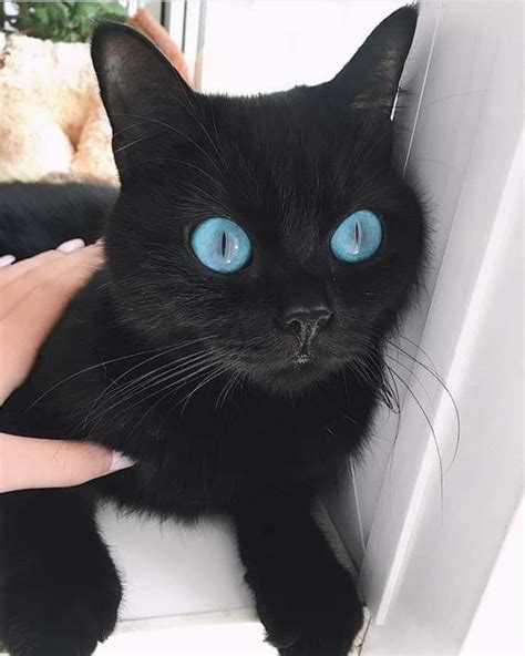 A black cat with amazing blue eyes - 9GAG