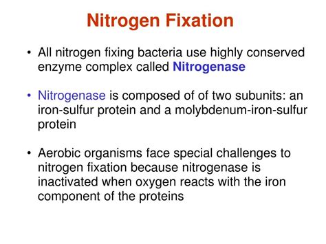 PPT - NITROGEN FIXATION PowerPoint Presentation, free download - ID:4437387