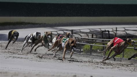 Once One of America’s Favorite Pastimes, Greyhound Racing Eats Dust ...