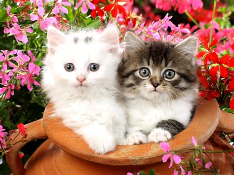 🔥 [77+] Free Kitten Wallpapers | WallpaperSafari