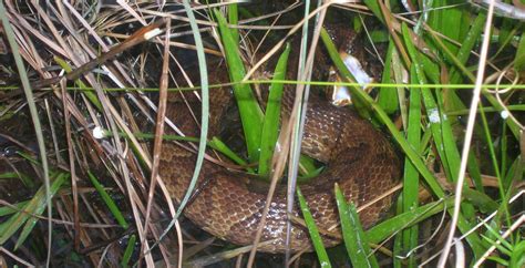 Living Alongside Wildlife: Cottonmouth Myths IV: I Got Chased by a ...