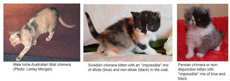 Chimera Genetics Cat