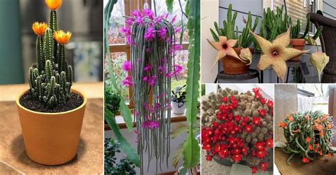 39 Best Flowering Cactus Plants | Balcony Garden Web