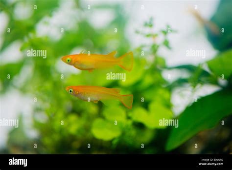 Japanese Rice Fish Stock Photo - Alamy