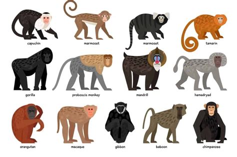 13 Different Types of Monkeys from Around the World