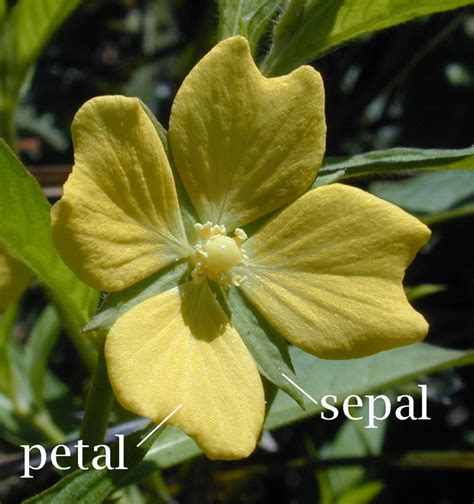 File:Petal-sepal.jpg - Wikipedia