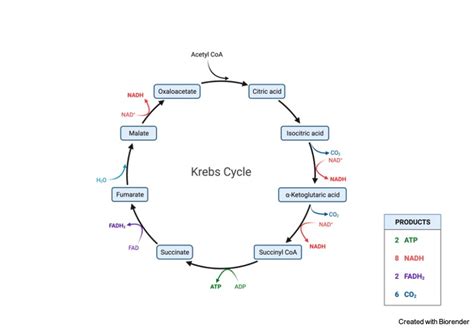 Krebs Cycle Diagram With Structure Krebs Tca Acid Citric Coa