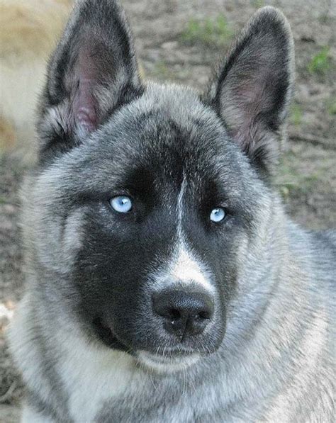 770 best images about Dog ( Akita Inu ) 秋田犬 on Pinterest | Akita dog ...