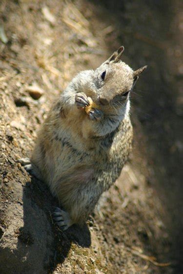 How to Identify Ground Squirrel Burrows | ehow