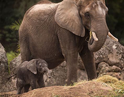 Disney's Animal Kingdom welcomes baby elephant | abc7ny.com