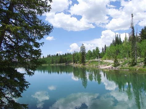 Skunk Tracks: Grand Mesa National Forest