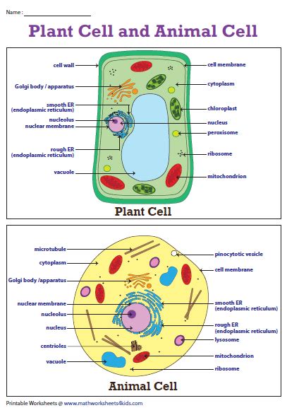 Plant Cell Diagram | Animal Cell Diagram | Plant and animal cells ...