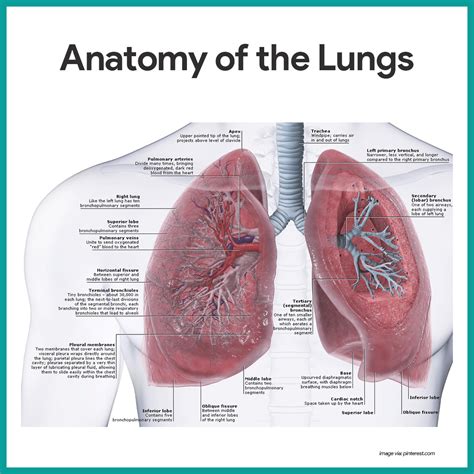 Respiratory System Anatomy and Physiology | Respiratory system, Lungs ...