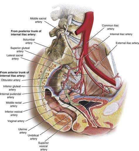 Vascular Anatomy of the Pelvis | Radiology Key