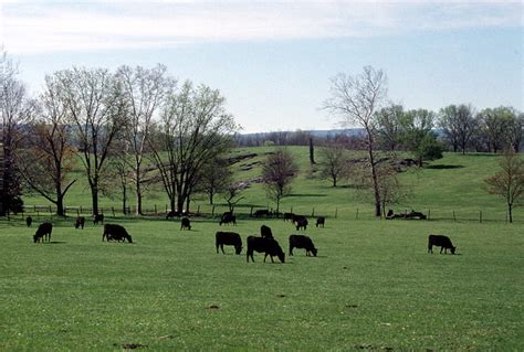 Black Angus cattle grazing at Milton Valley Farm, Clarke C… | Flickr ...