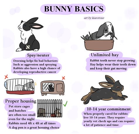 Bunny care basics : r/Rabbits