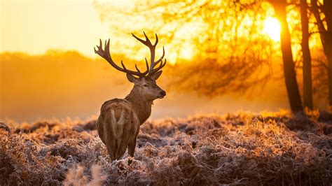 Brown Deer Nature Animals Trees Sunset 4K HD Wallpapers | HD Wallpapers ...