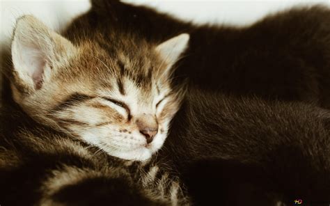 Sleeping kitten 4K wallpaper download