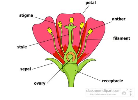 Science Clipart- parts-of-a-flower-petals-stigma-sepal-anther ...