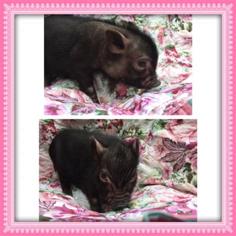 Mini Teacup Pigs For Sale | Mini Teacup Pig Adoption — Squeals on Wheels