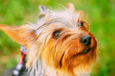 25 Best Dog Foods For Yorkies: Dry Food, Canned & Treats