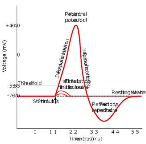 File:Action potential.svg - Wikimedia Commons