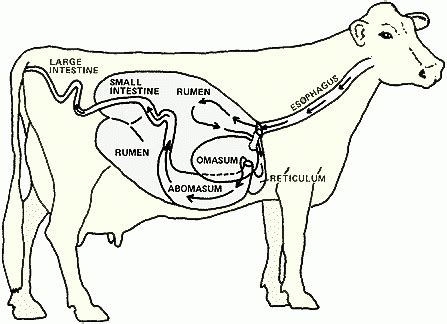 Digestive systems of cows and rabbits - Free ZIMSEC & Cambridge ...