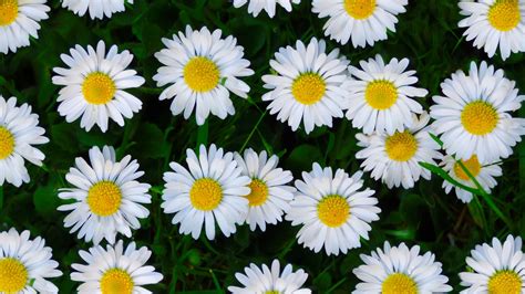 4k Flower Daisy Wallpapers - Wallpaper Cave