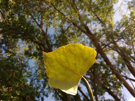 Cottonwood Leaf Picture | Free Photograph | Photos Public Domain