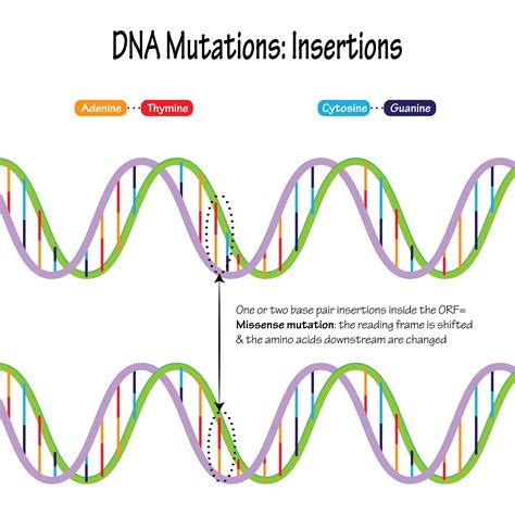 DNA mutations base pair insertions 7165649 Vector Art at Vecteezy