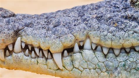 Crocodiles Don't Need Thick Teeth Enamel; They Just Grow New Ones