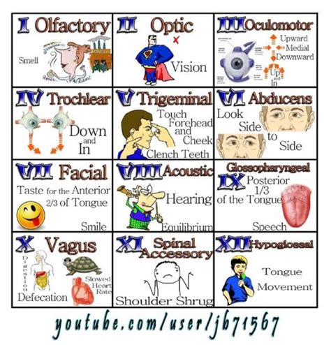 12 Cranial Nerves by janna | Nursing school survival, Nurse, Cranial nerves