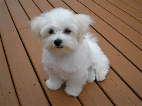 File:Maltese puppy.jpeg - Wikimedia Commons