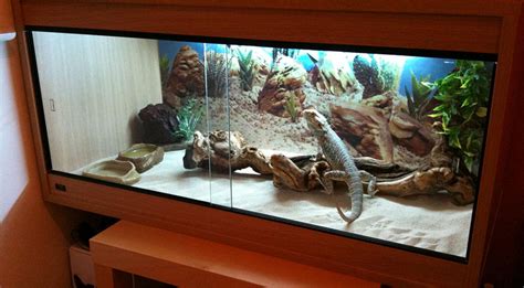 Ideas for Bearded Dragon Terrarium Decor