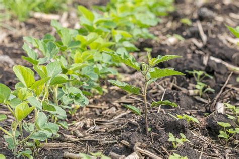 Common Cocklebur Weed Growing in Rows of Soybean Field Stock Photo ...