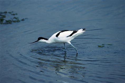 Avocet Photograph by Leslie J Borg/science Photo Library - Fine Art America