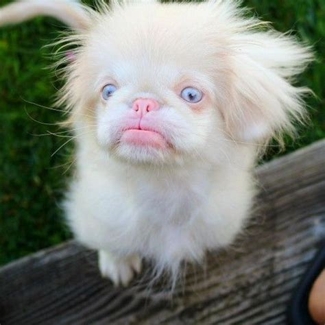 albino pekingese | Albino dog, Rare albino animals, Albino animals