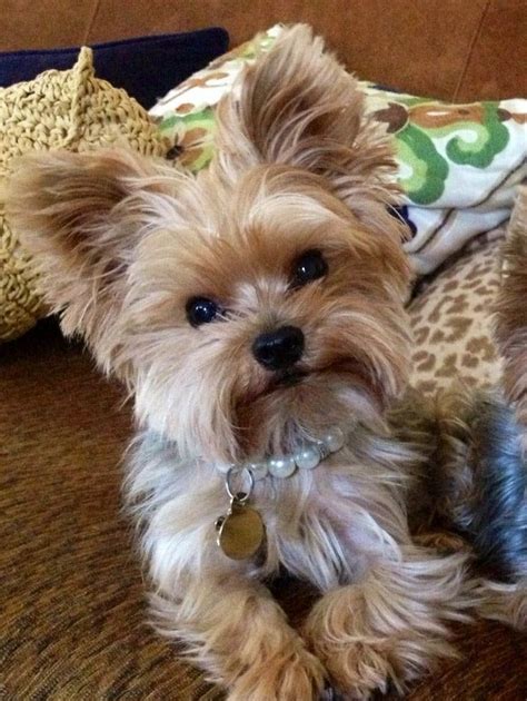 Top 35 Latest Yorkie Haircuts Pictures | Pets | Pinterest | Yorkie ...