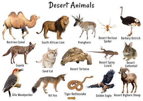 Desert Animals Chart