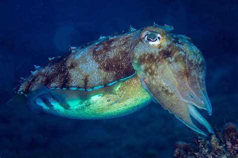 8 Facts About the Amazing Cuttlefish