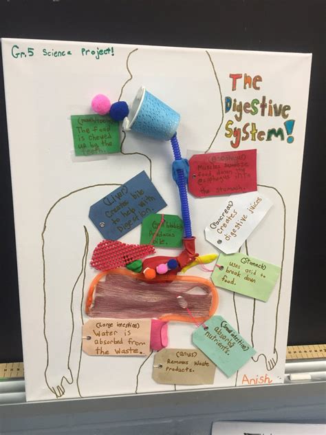 Digestive System Model Ideas