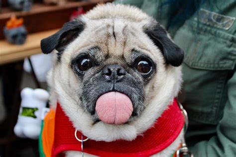 20 Pug Facts and Characteristics (2024 UPDATE) | Petpedia