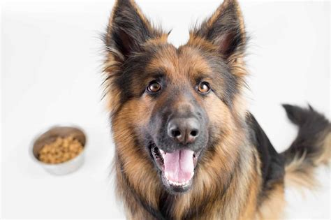 German shepherd diet: High protein, low fat, healthy treats