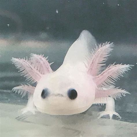 Irl axolotl colors - onryte