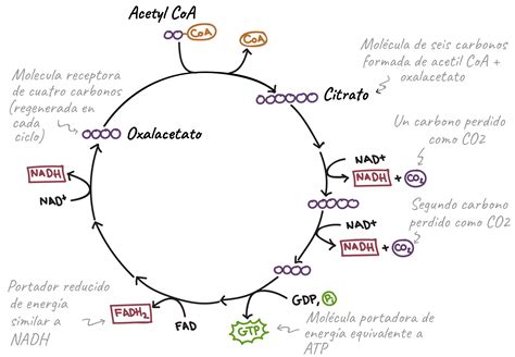 Todo sobre el ciclo de Krebs: qué es, para qué sirve, pasos, animación ...