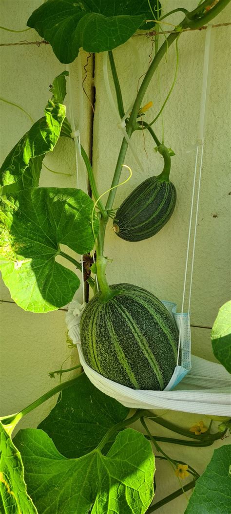 cucurbits - What type of squash/gourd is this? - Gardening ...