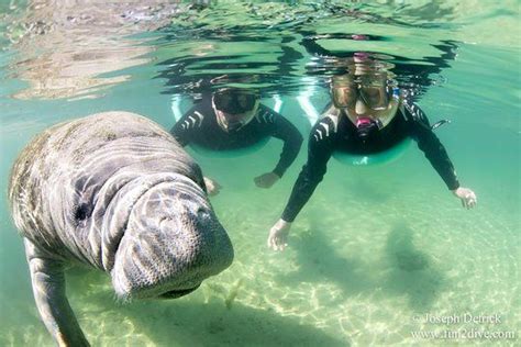 TripAdvisor | Manatee Snorkel Tour - Semi Private provided by Fun 2 ...