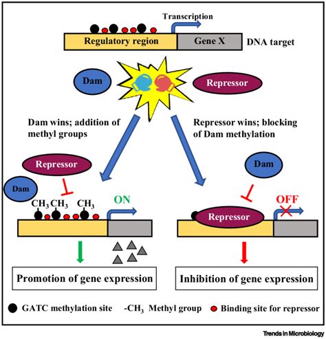 Illustration of DNA Methylation-Dependent Gene Expression Regulation ...