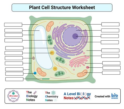 Label Plant Cell Worksheet – E Street Light